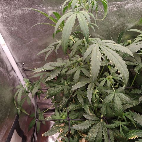 Mimosa growlog timeline photo