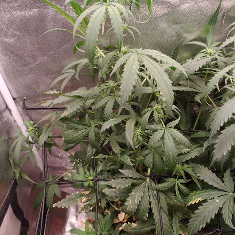 Mimosa growlog timeline photo