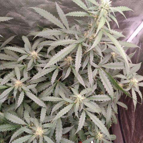 Strawberry banana  growlog timeline photo