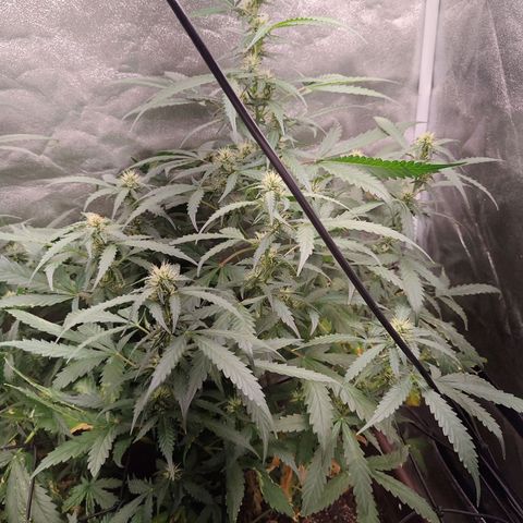Strawberry banana  growlog timeline photo