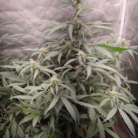 Strawberry banana  growlog timeline photo