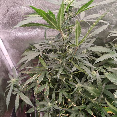 Mimosa growlog timeline photo