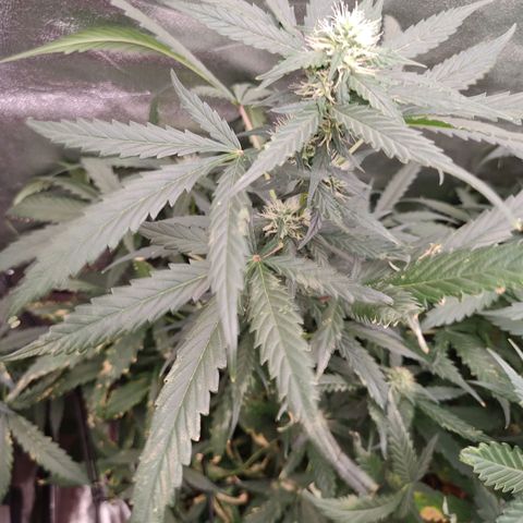 Mimosa growlog timeline photo