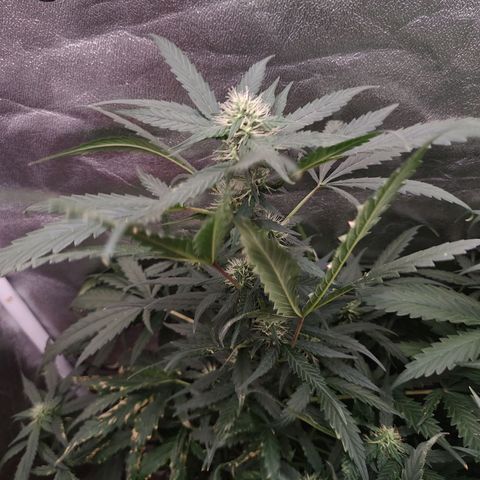 Mimosa growlog timeline photo