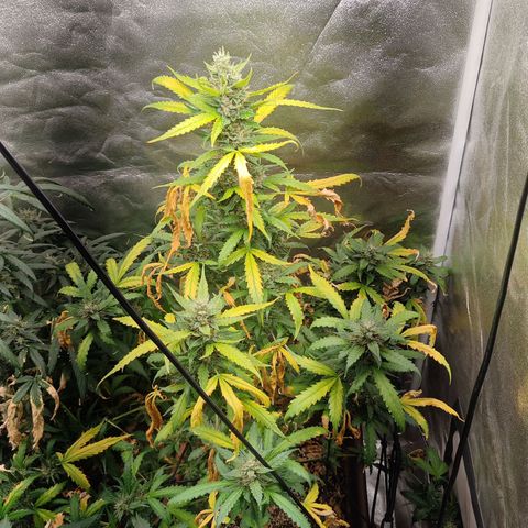 Strawberry banana  growlog timeline photo
