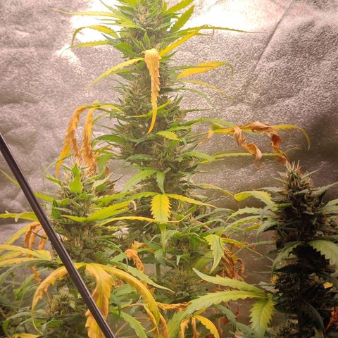 Strawberry banana  growlog timeline photo