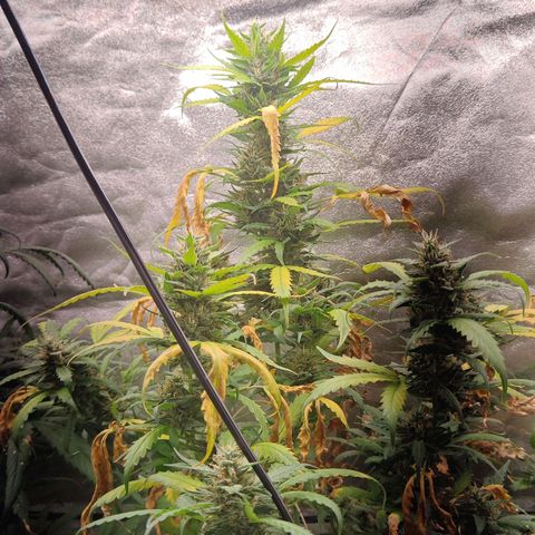 Strawberry banana  growlog timeline photo