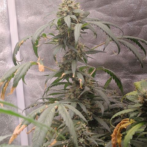 Mimosa growlog timeline photo