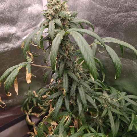 Mimosa growlog timeline photo
