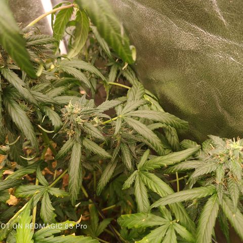 Mimosa growlog timeline photo