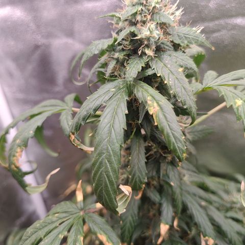 Mimosa growlog timeline photo