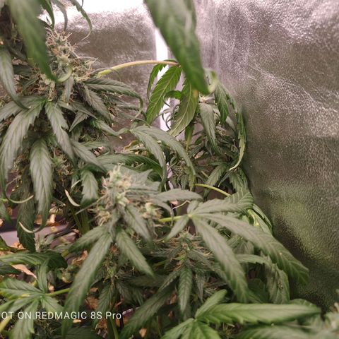 Mimosa growlog timeline photo
