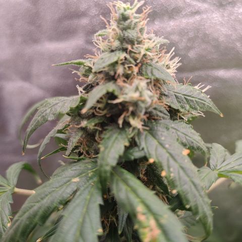 Mimosa growlog timeline photo