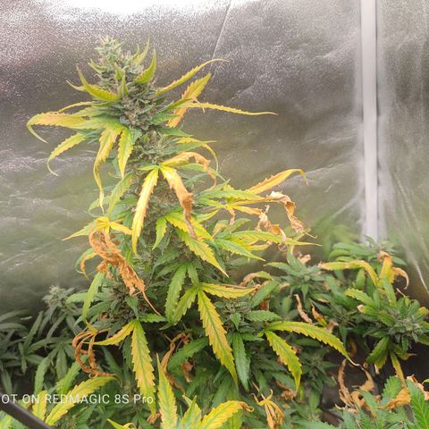 Strawberry banana  growlog timeline photo