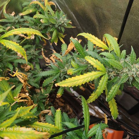 Strawberry banana  growlog timeline photo