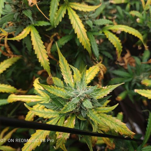 Strawberry banana  growlog timeline photo