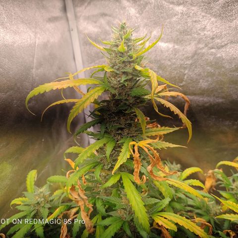 Strawberry banana  growlog timeline photo