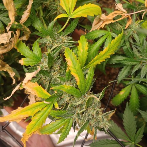 Strawberry banana  growlog timeline photo