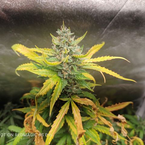 Strawberry banana  growlog timeline photo