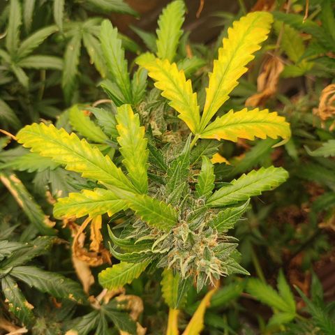Strawberry banana  growlog timeline photo