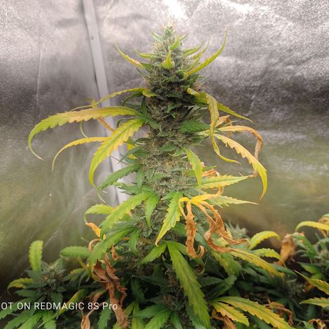 Strawberry banana  growlog timeline photo