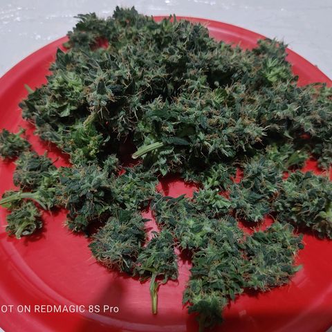 Mimosa growlog timeline photo