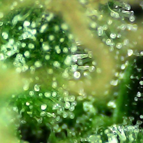 Mimosa growlog timeline photo
