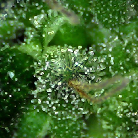 Mimosa growlog timeline photo