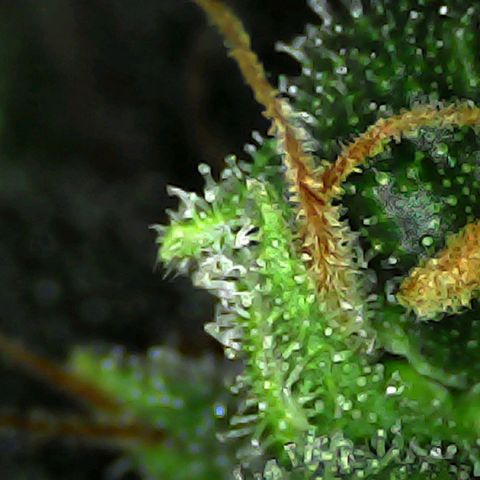 Mimosa growlog timeline photo