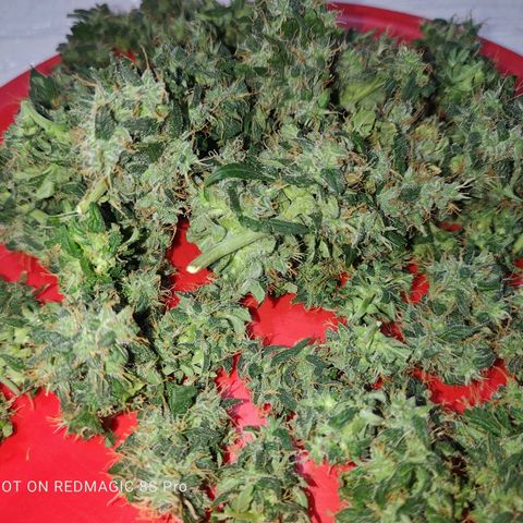 Mimosa growlog timeline photo