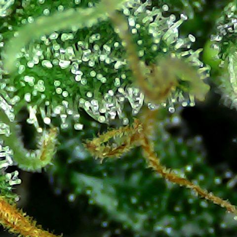 Mimosa growlog timeline photo