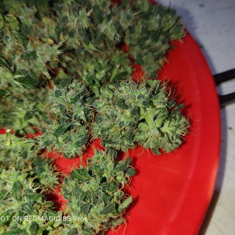 Mimosa growlog timeline photo