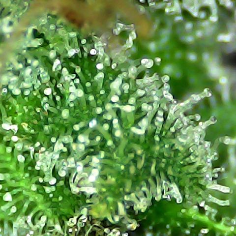 Mimosa growlog timeline photo