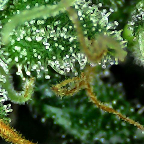 Mimosa growlog timeline photo