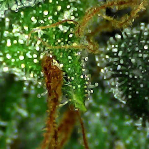 Strawberry banana  growlog timeline photo