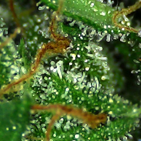Strawberry banana  growlog timeline photo
