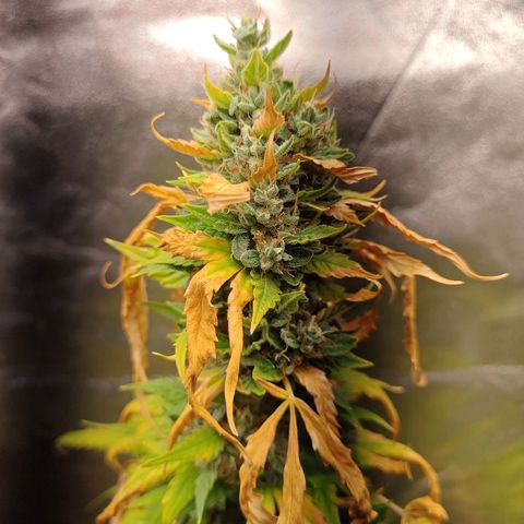 Strawberry banana  growlog timeline photo