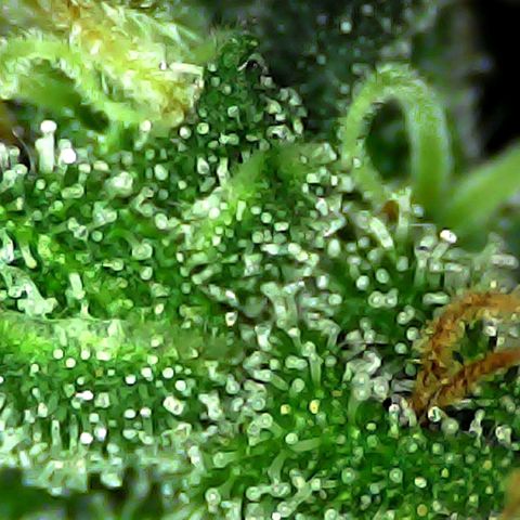 Strawberry banana  growlog timeline photo