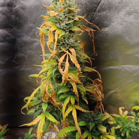 Strawberry banana  growlog timeline photo