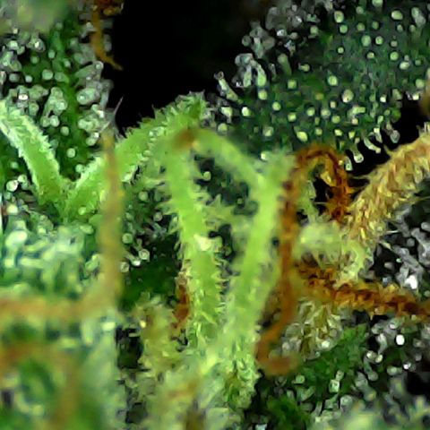 Strawberry banana  growlog timeline photo