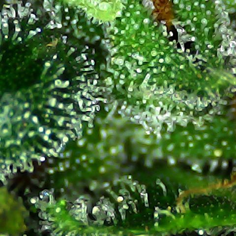 Strawberry banana  growlog timeline photo
