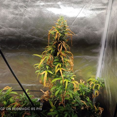 Strawberry banana  growlog timeline photo