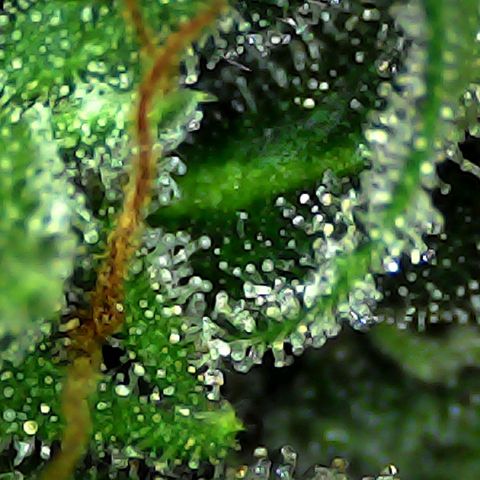 Strawberry banana  growlog timeline photo