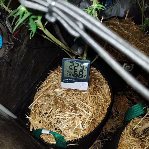 Super lemon haze x 3, Despink & River haze (x1) growlog photo: Quemaduras por proximidad de luz pero todo encaminado esta