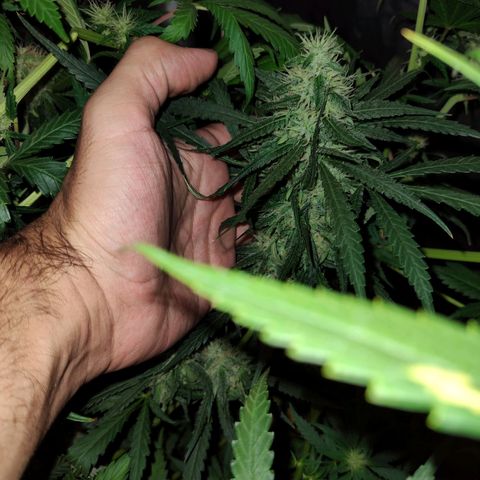 Super lemon haze x 3, Despink & River haze (x1) growlog photo: Quemaduras por proximidad de luz pero todo encaminado esta