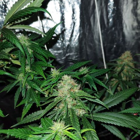 Super lemon haze x 3, Despink & River haze (x1) growlog photo: Quemaduras por proximidad de luz pero todo encaminado esta