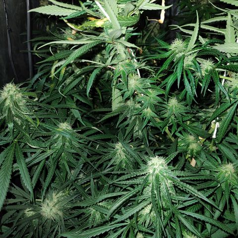 Super lemon haze x 3, Despink & River haze (x1) growlog photo: Quemaduras por proximidad de luz pero todo encaminado esta