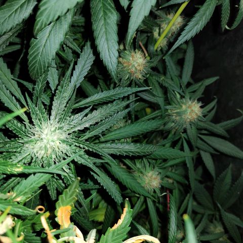 Super lemon haze x 3, Despink & River haze (x1) growlog photo: Quemaduras por proximidad de luz pero todo encaminado esta