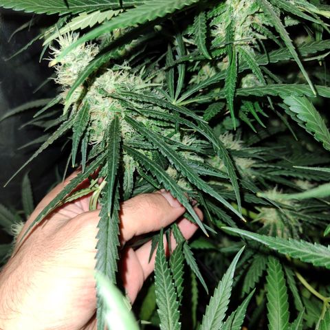 Super lemon haze x 3, Despink & River haze (x1) growlog photo: Quemaduras por proximidad de luz pero todo encaminado esta