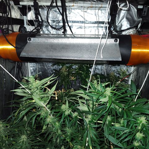 Super lemon haze x 3, Despink & River haze (x1) growlog photo: Quemaduras por proximidad de luz pero todo encaminado esta